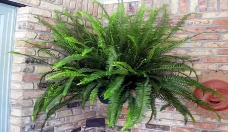 Evlere bereket bolluk getirir