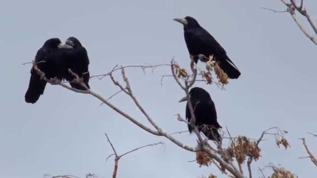Tel Aviv’i kargalar bastı, Yahudilikte karga ne anlama gelir?