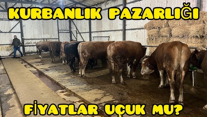 2026 kurban fiyatları belli oldu