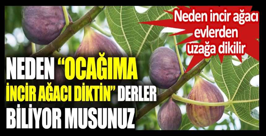 Neden İncir Ağacı Evlere Uzak Dikilir